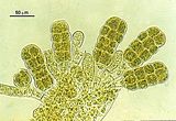 Cutleria multifida4